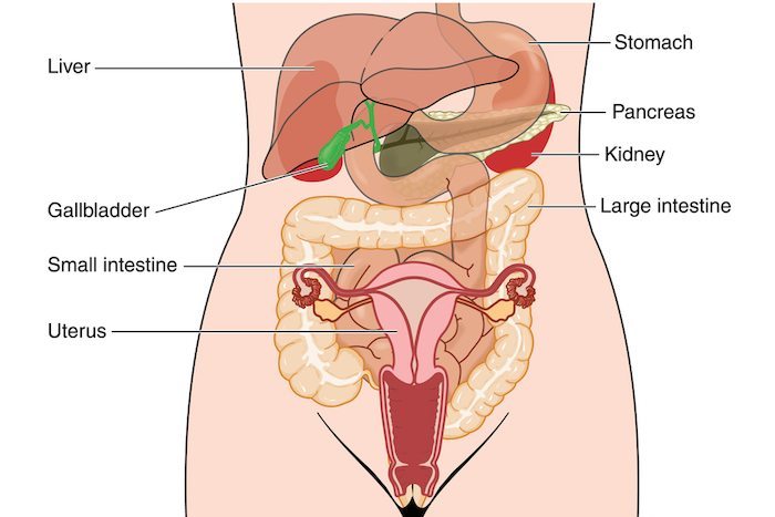 The Stomach S Not Connected To The Uterus But Some Kids And Lawmakers Might Really Think It Is Rewire News Group