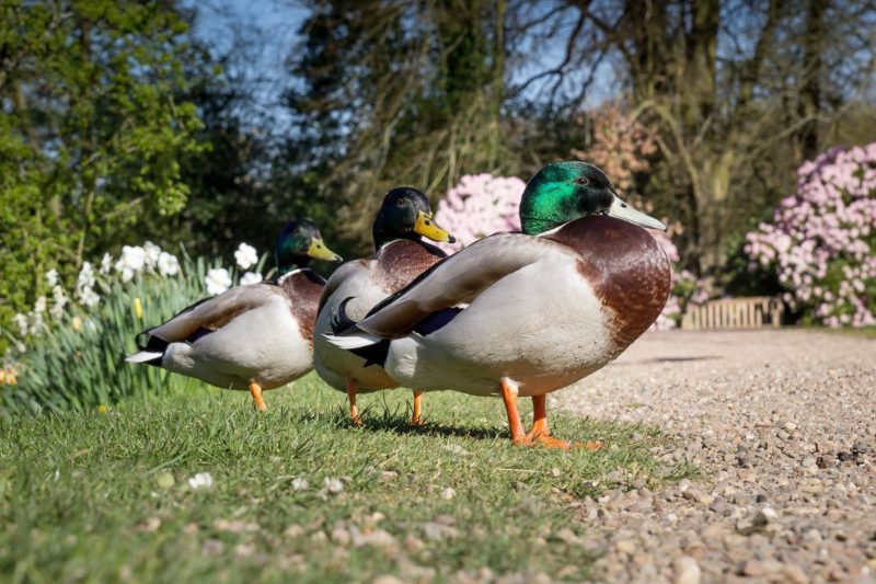 Women duck outlet