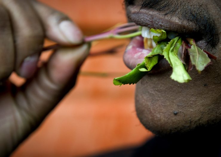 [PHOTO: Image focuses on mouth of a dark-skinned man chewing green leaves on a thin branch.]